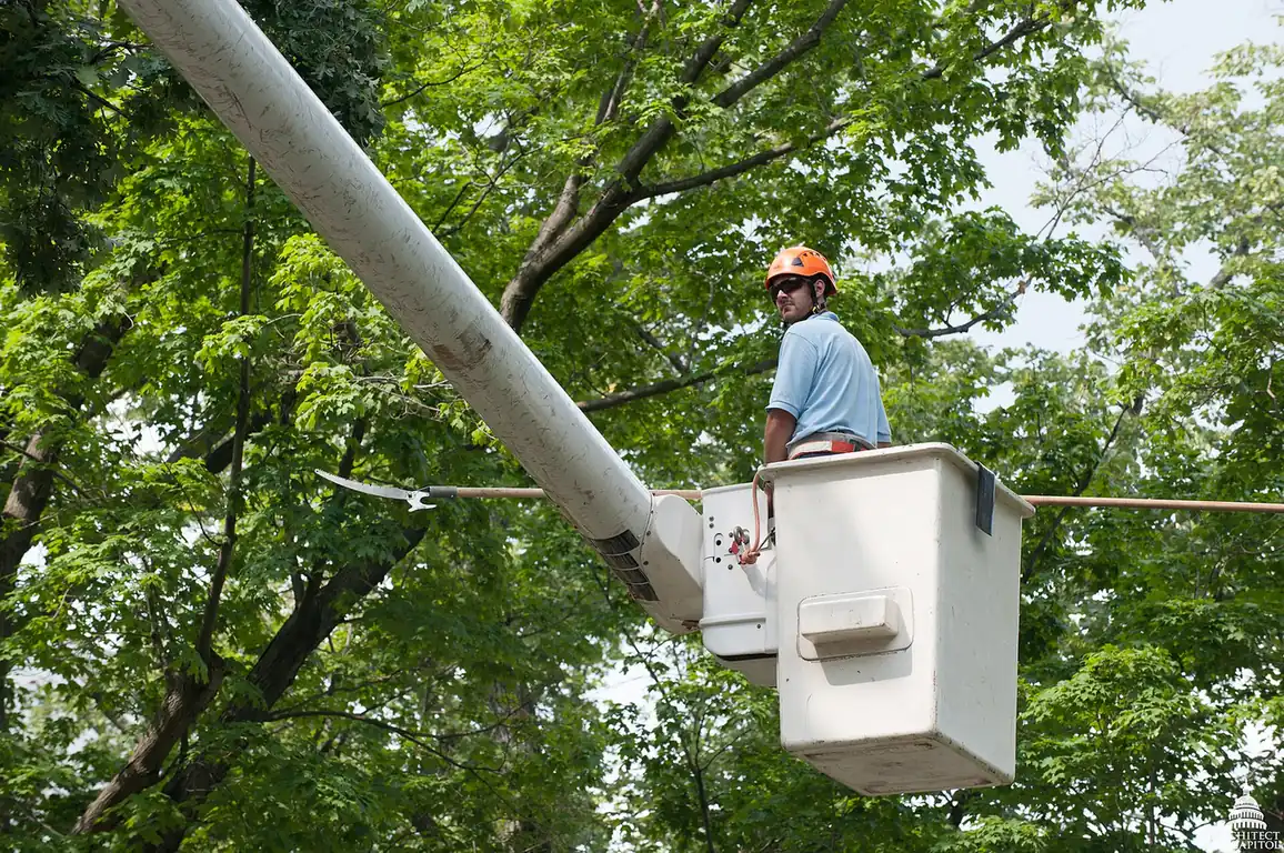 A worker in a bucket lift cutting a large limb with a chainsaw