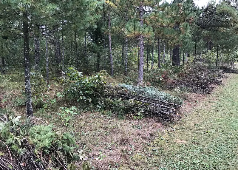 Cut brush piled along the edge of a clearing