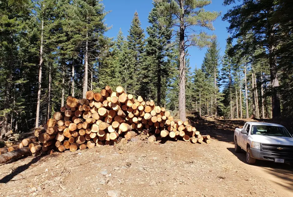 A large stack of cut logs beside a cleared track