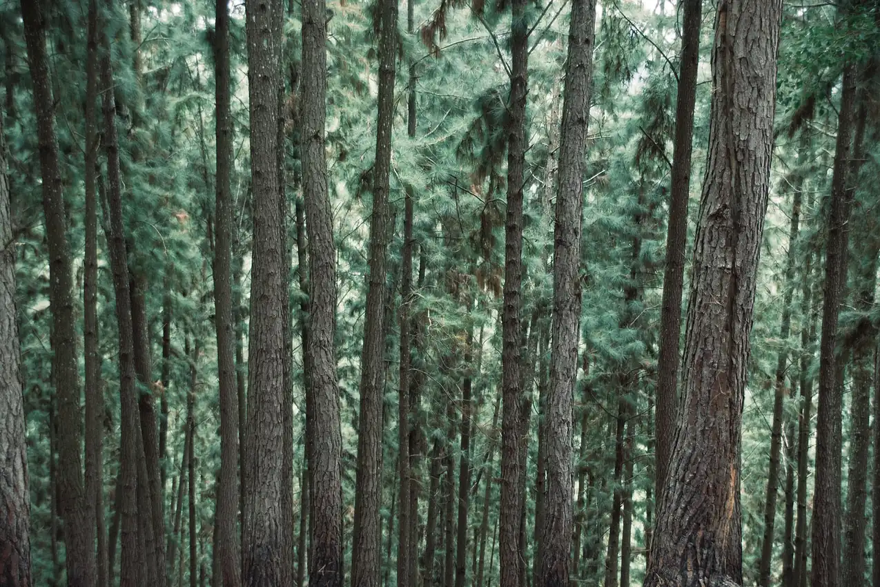 Closely spaced pine trunks in a dense stand