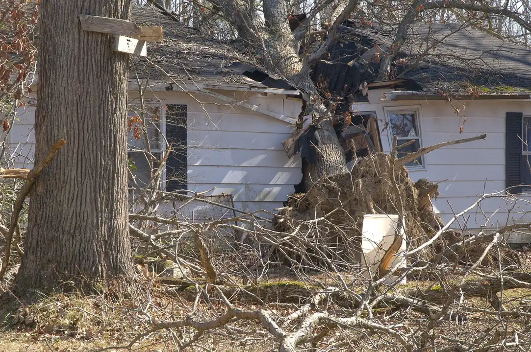 A large tree fallen onto the roof of a house