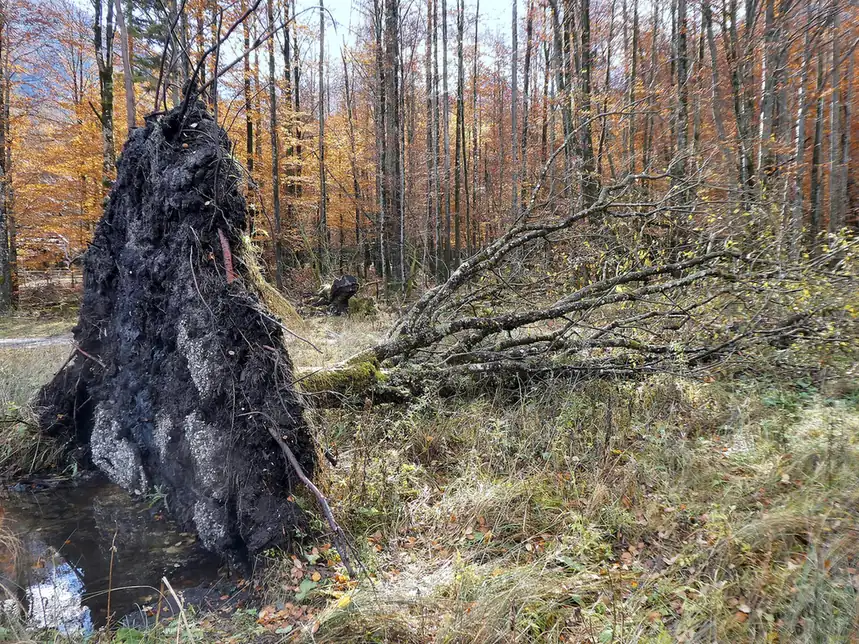 The upturned root plate of a wind-thrown tree in autumn woods